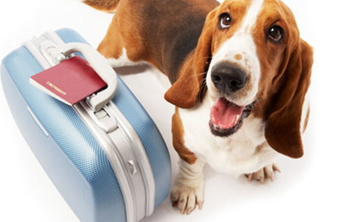 dog-suitcase1