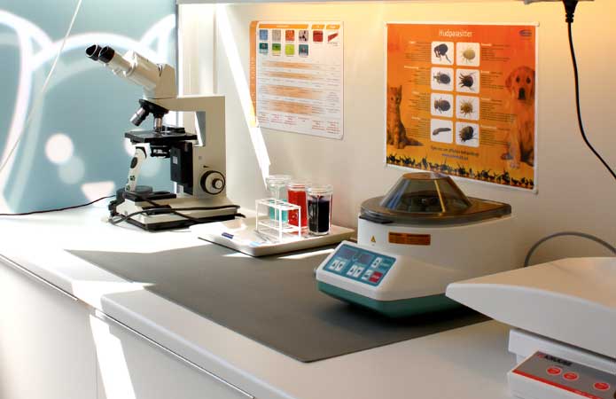 lab